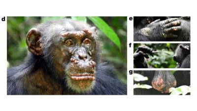 Ученые впервые обнаружили страшную болезнь у диких шимпанзе - techno.bigmir.net