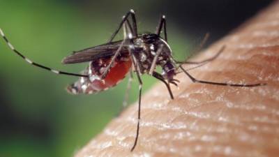 Ученые Molecular Attraction смогли обмануть комаров с помощью свекольного сока - inforeactor.ru - Стокгольм