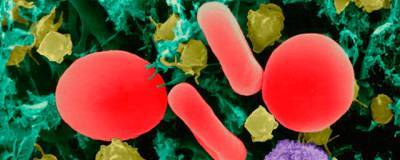NAR: бактерии способны развивать сильный иммунитет для защиты от вирусов - runews24.ru - Англия