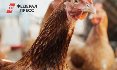 На крупнейшей тюменской птицефабрике уничтожат всех кур - fedpress.ru - Тюмень