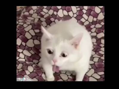 Кот, испытывающий отвращение, стал мемом в Сети - u24.ru