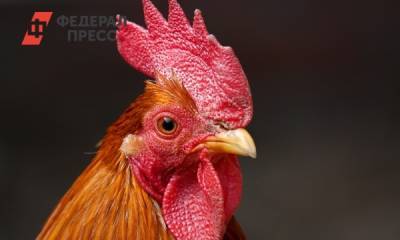 Тюменцы продолжают жаловаться на вонь с Боровской птицефабрики - fedpress.ru - Тюмень