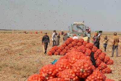 В Россию планируют завозить узбекистанских рабочих для агропрома - eadaily.com - Россия - Узбекистан