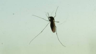 В Италии нашли «корейских» комаров – переносчиков опасного вируса - mir24.tv - Италия