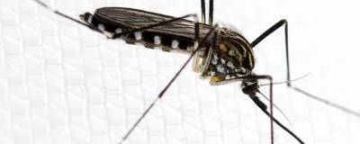 В Италии обнаружен вид комаров Aedes koreicu, способных переносить опасные вирусы - runews24.ru - Китай - Япония - Южная Корея - Italy - провинция Бергамо