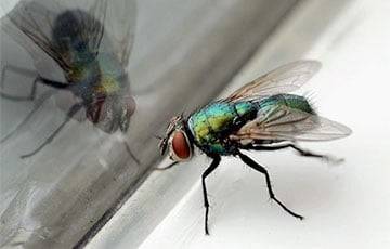 Мнение: Белорусские власти похожи на муху, которая пытается пролететь сквозь стекло - charter97.org - Белоруссия