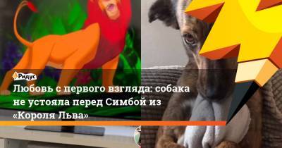 Любовь с первого взгляда: собака не устояла перед Симбой из «Короля Льва» - ridus.ru