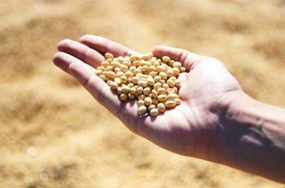 Сою с ГМО хотят освободить от госрегистрации до конца 2022 года - pnp.ru - Россия
