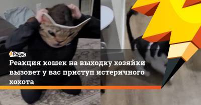 Реакция кошек на выходку хозяйки вызовет у вас приступ истеричного хохота - ridus.ru