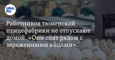 Работников тюменской птицефабрики не отпускают домой. «Они спят рядом с зараженными яйцами». Видео - ura.news - Тюмень