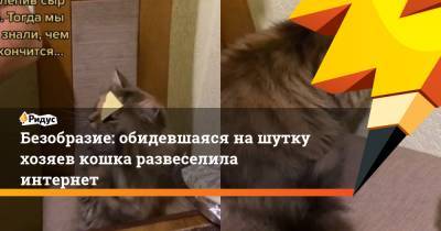 Безобразие: обидевшаяся нашутку хозяев кошка развеселила интернет - ridus.ru