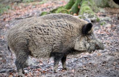 Африканскую чуму свиней выявили в Липецком районе - lipetskmedia.ru - Липецкая обл.