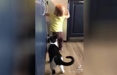 Годовалая девочка и кот грабят кухню. Посмотрите, вы такого еще не видели! (ВИДЕО) - ont.by - Белоруссия