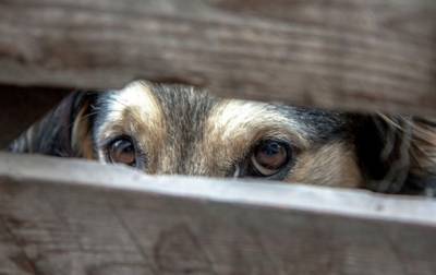 Во Франции договорились принять беспрецедентный закон о защите животных - korrespondent.net - Франция - Украина