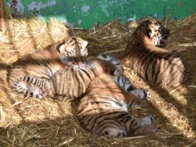 Трехмесячного амурского тигра удалось спасти из капкана в Приморье - ufacitynews.ru - Приморье край