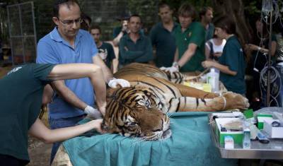 Тигры не боятся! В США проходит кампания по вакцинации животных от коронавируса - newizv.ru - Usa - штат Калифорния - Washington