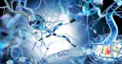 Вирусы могут способствовать нейродегенерации: результаты исследования - skuke.net - Германия