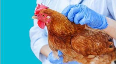 Китайский птичий грипп может вызвать новую пандемию на планете - argumenti.ru - Китай