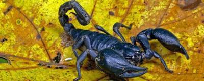 Ученые изучают потенциал ядов скорпионов в борьбе с новыми штаммами ковида - runews24.ru - Египет - Шотландия