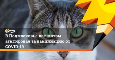 В Подмосковье кот матом агитировал за вакцинацию от COVID-19 - ridus.ru - Московская обл.
