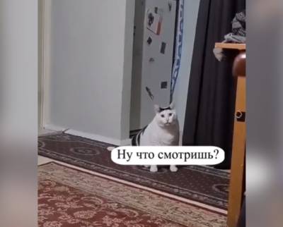 Мособлштаб использовал знаменитого кричащего кота для агитации к вакцинации - neva.today - Санкт-Петербург - Московская обл.