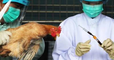 В Китае растет заболеваемость птичьим гриппом среди людей - produkt.by - Китай