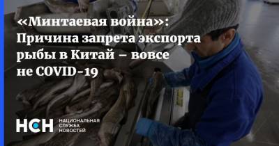 Александр Савельев - «Минтаевая война»: Причина запрета экспорта рыбы в Китай – вовсе не COVID-19 - nsn.fm - Россия - Китай