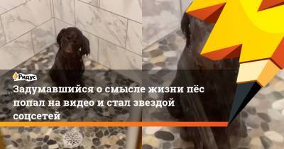 Задумавшийся осмысле жизни пёс попал навидео истал звездой соцсетей - ridus.ru