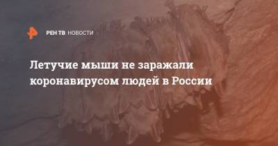 Анна Сперанская - Летучие мыши не заражали коронавирусом людей в России - ren.tv - Россия