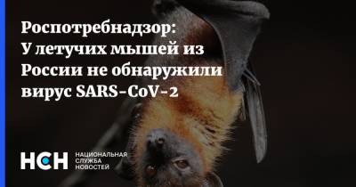 Анна Сперанская - Роспотребнадзор: У летучих мышей из России не обнаружили вирус SARS-CoV-2 - nsn.fm - Россия