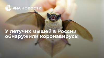 Анна Сперанская - Эксперт Роспотребнадзора Сперанская заявила, что у летучих мышей в РФ выявили коронавирусы - ria.ru - Россия - Москва