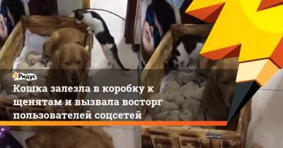 Кошка залезла в коробку к щенятам и вызвала восторг пользователей соцсетей - ridus.ru