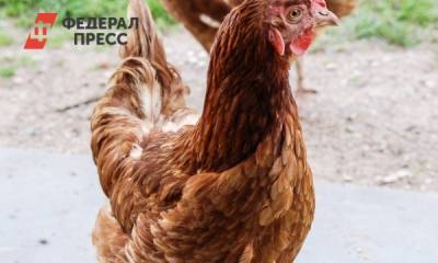 В четырех тюменских селах объявлен карантин по птичьему гриппу - fedpress.ru - Тюменская обл.