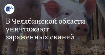 В Челябинской области уничтожают зараженных свиней - ura.news - Челябинская обл. - Копейск