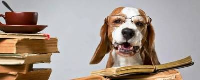 Одаренные собаки способны запоминать до 12 новых слов в неделю - runews24.ru