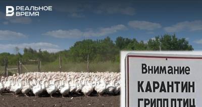 В Башкирии впервые зафиксировали случаи заражения птичьим гриппом - realnoevremya.ru - республика Башкирия