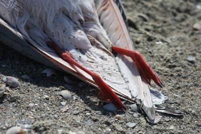Раскрыта причина массовой гибели птиц в Крыму - lenta.ru - республика Крым
