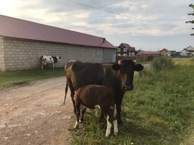 В Башкирии выявили лейкоз рогатого скота - ufacitynews.ru - республика Башкирия