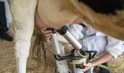 В Башкирии выявлено 1050 коров, зараженных онкологическим заболеванием «лейкоз» - mkset.ru - республика Башкирия