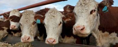 В Башкирии на товарно-молочных фермах выявили 1050 коров, зараженных лейкозом - runews24.ru - республика Башкирия