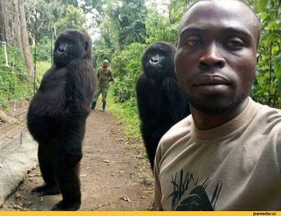 Горилла Ндакаши (с вирусного фото со смотрителем) скончалась в возрасте 14 лет - rusjev.net
