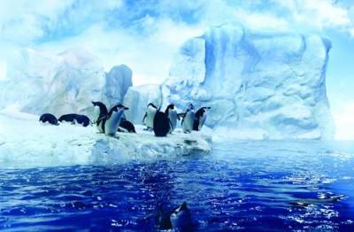 Ни одна экоинициатива не стала международным соглашением по защите морей Антарктиды - argumenti.ru - Россия - Антарктида