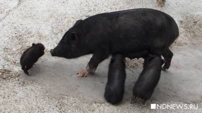 Африканская чума свиней обнаружилась в Ирбите – там ждут решения губернатора - newdaynews.ru