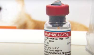 В Уфе кошек и собак начали вакцинировать от COVID-19 - mkset.ru - Уфа - республика Башкирия