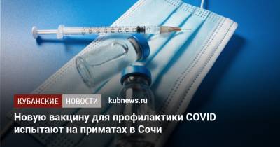 Новую вакцину для профилактики COVID испытают на приматах в Сочи - kubnews.ru - Россия - Краснодарский край - Сочи