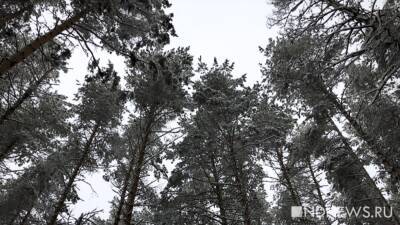 Уральские ученые доказали изменения климата, изучив годичные кольца древних деревьев на Ямале - newdaynews.ru - Россия
