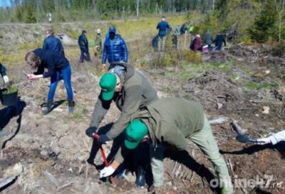 В Ленобласти будет создана служба лесопатологов - online47.ru - Ленобласть обл.