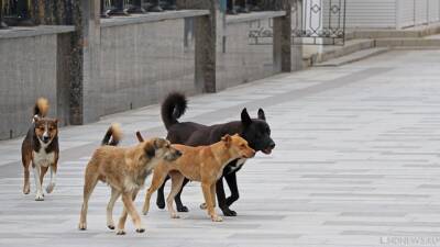 В Сургуте на ребенка набросились три бродячих собаки - newdaynews.ru - Сургут