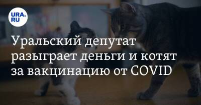 Уральский депутат разыграет деньги и котят за вакцинацию от COVID - ura.news
