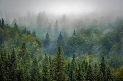 В Шотландии вырубают лес, чтобы спасти планету - argumenti.ru - Шотландия